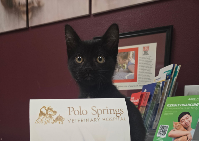 Polo Springs Veterinary Hospital gallery