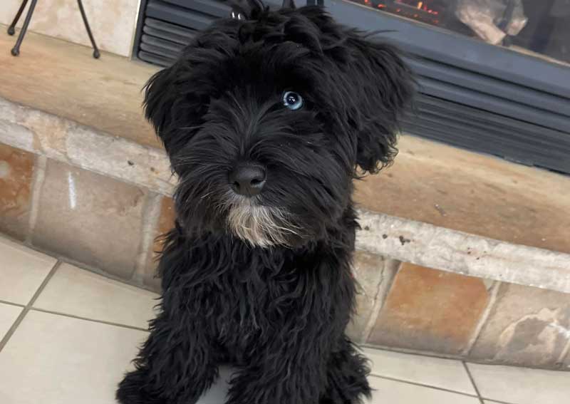 Carousel Slide 6: Puppy and kitten care